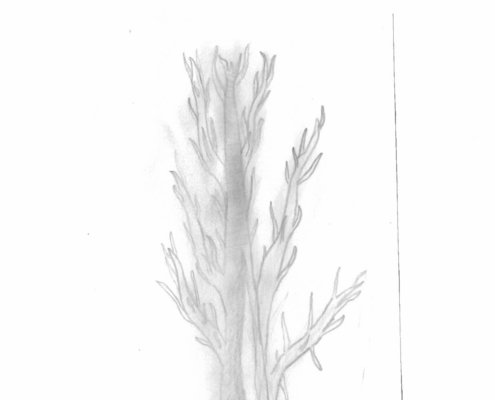 Autumn Tree by Cayden Autumn Tree by Cayden